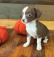 Java, a male Chihuahua for sale in Honea Path, SC – 6 of 8