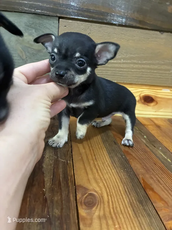 Tucker  – Chihuahua puppy for sale in Honea Path, SC