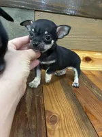 Tucker , a male Chihuahua for sale in Honea Path, SC – 1 of 4