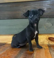 Pepper 🌶️ , a male Chihuahua for sale in Honea Path, SC – Photo 3 of 3