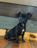 Pepper 🌶️ , a male Chihuahua for sale in Honea Path, SC – Photo 1 of 3