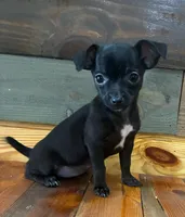 Pepper 🌶️ , a male Chihuahua for sale in Honea Path, SC – Photo 2 of 3