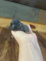 Little diamond 💍 , a female Chihuahua for sale in Honea Path, SC – 3 of 4