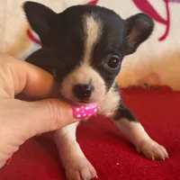 Lilly , a male Chihuahua for sale in Honea Path, SC – Photo 8 of 8