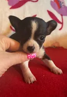 Lil mama, a male Chihuahua for sale in Honea Path, SC – Photo 1 of 3