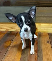 Lilly , a male Chihuahua for sale in Honea Path, SC – Photo 3 of 8