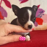 Lilly , a male Chihuahua for sale in Honea Path, SC – Photo 6 of 8