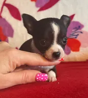 Lil mama, a male Chihuahua for sale in Honea Path, SC – Photo 2 of 3