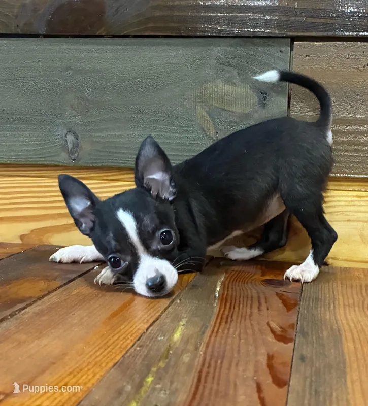 Lilly  – Chihuahua puppy for sale in Honea Path, SC