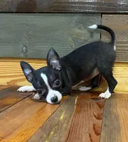 Lilly , a male Chihuahua for sale in Honea Path, SC – Photo 1 of 8