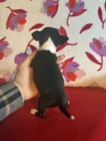 Lil mama, a male Chihuahua for sale in Honea Path, SC – Photo 3 of 3