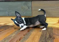 Lilly , a male Chihuahua for sale in Honea Path, SC – Photo 4 of 8