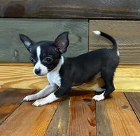 Lilly , a male Chihuahua for sale in Honea Path, SC – Photo 5 of 8