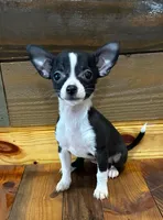 Lilly , a male Chihuahua for sale in Honea Path, SC – Photo 2 of 8