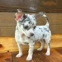 Sparkle , a female Chihuahua for sale in Honea Path, SC – 3 of 5