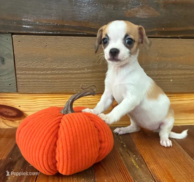 Autumm – Chihuahua puppy for sale in Honea Path, SC