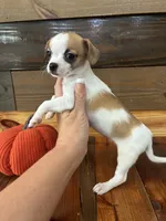 Autumm, a female Chihuahua for sale in Honea Path, SC – 2 of 9