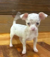 Layla , a female Chihuahua for sale in Honea Path, SC – 3 of 4