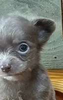 Lavender Jewel 💎 , a female Chihuahua for sale in Honea Path, SC – 1 of 5