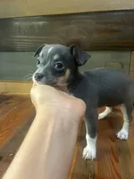 Blue Lilly bell , a female Chihuahua for sale in Honea Path, SC – 3 of 7