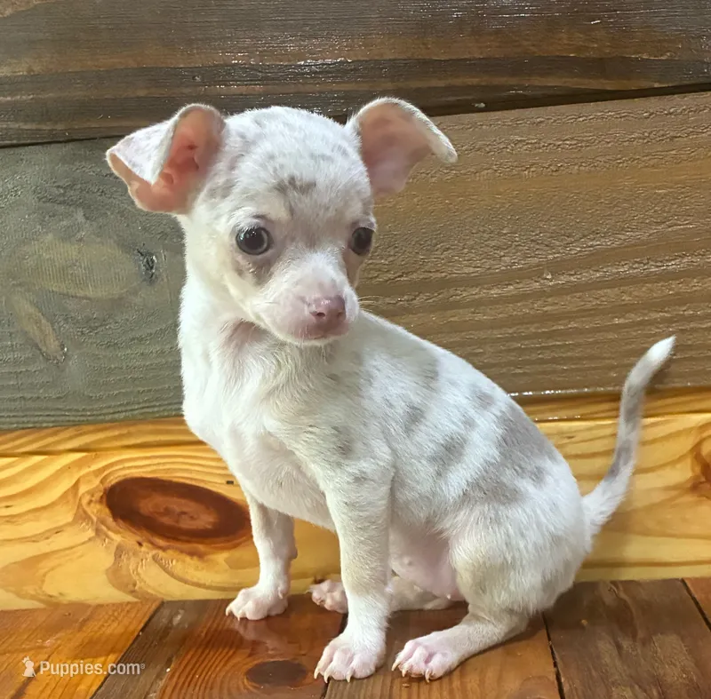 Layla  – Chihuahua puppy for sale in Honea Path, SC