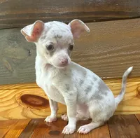 Layla , a female Chihuahua for sale in Honea Path, SC – 1 of 4