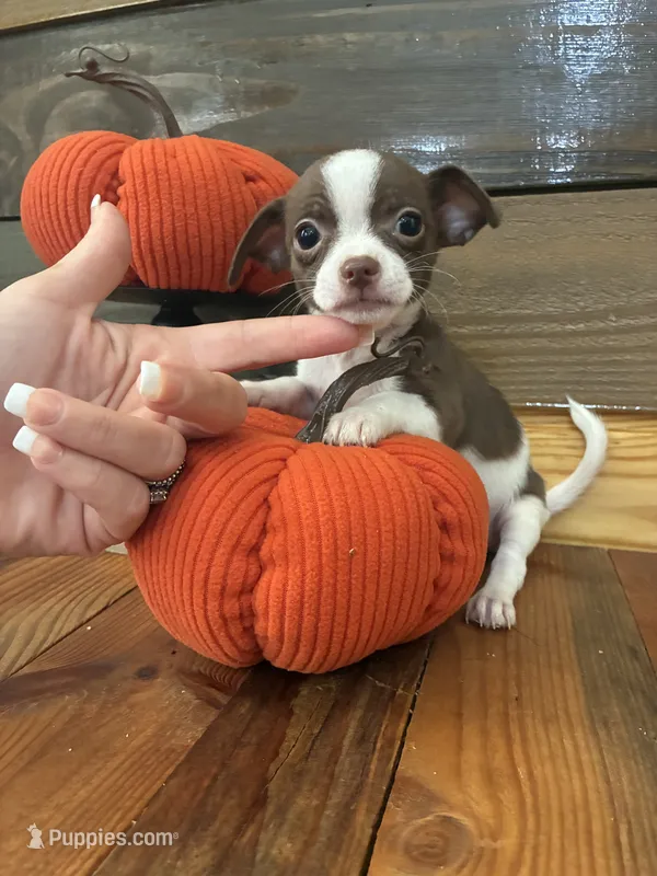 Mocha – Chihuahua puppy for sale in Honea Path, SC