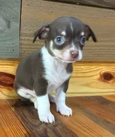 Reesie, a male Chihuahua for sale in Honea Path, SC – 2 of 4