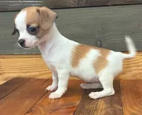 Autumm, a female Chihuahua for sale in Honea Path, SC – 4 of 9