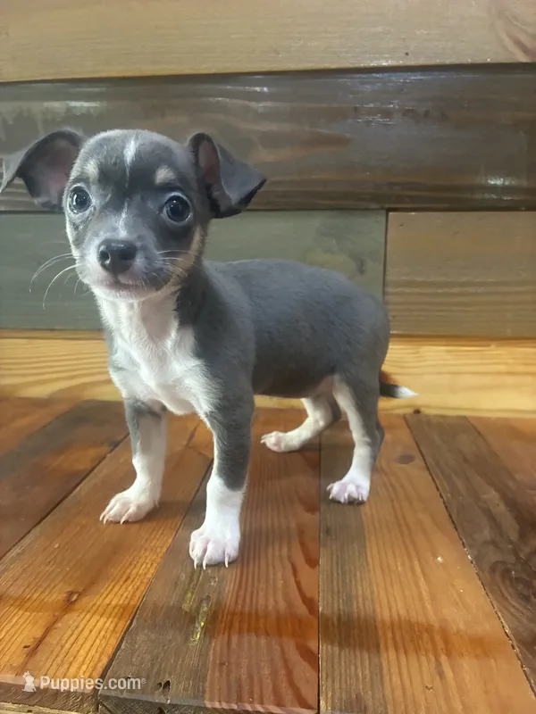 Blue Lilly bell  – Chihuahua puppy for sale in Honea Path, SC