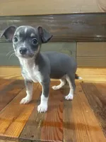 Blue Lilly bell , a female Chihuahua for sale in Honea Path, SC – 1 of 7