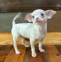 Layla , a female Chihuahua for sale in Honea Path, SC – 2 of 4