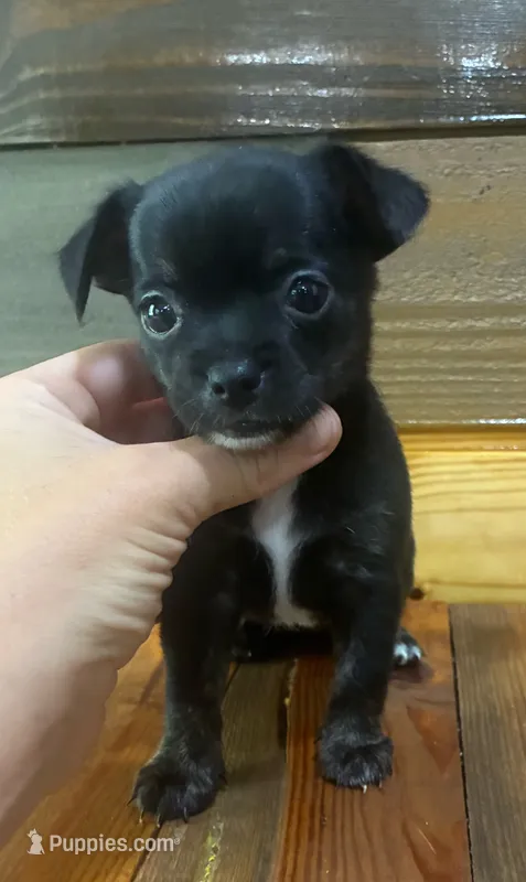 Peggy sue  – Chihuahua puppy for sale in Honea Path, SC