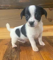 Snoopy, a male Chihuahua for sale in Honea Path, SC – Photo 1 of 3