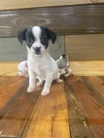 Snoopy, a male Chihuahua for sale in Honea Path, SC – Photo 3 of 3