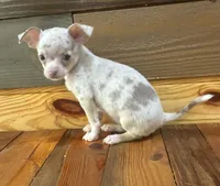 Layla , a female Chihuahua for sale in Honea Path, SC – 4 of 4
