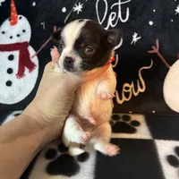 Sven, a male Chihuahua for sale in Honea Path, SC – Photo 3 of 6