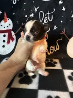 Sven, a male Chihuahua for sale in Honea Path, SC – Photo 3 of 6