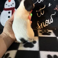 Sven, a male Chihuahua for sale in Honea Path, SC – Photo 4 of 6