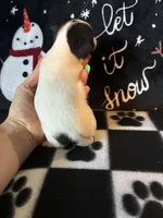 Sven, a male Chihuahua for sale in Honea Path, SC – Photo 4 of 6