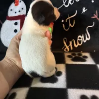 Sven, a male Chihuahua for sale in Honea Path, SC – Photo 6 of 6