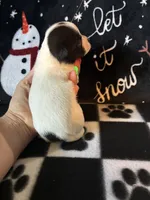 Sven, a male Chihuahua for sale in Honea Path, SC – Photo 6 of 6