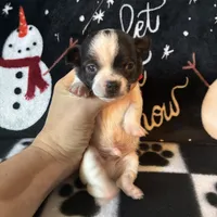 Sven, a male Chihuahua for sale in Honea Path, SC – Photo 2 of 6