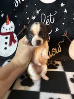 Sven, a male Chihuahua for sale in Honea Path, SC – Photo 2 of 6