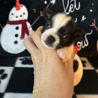 Sven, a male Chihuahua for sale in Honea Path, SC – Photo 5 of 6