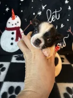 Sven, a male Chihuahua for sale in Honea Path, SC – Photo 5 of 6