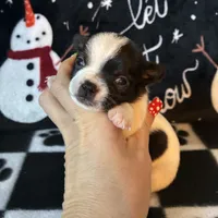 Sven, a male Chihuahua for sale in Honea Path, SC – Photo 1 of 6