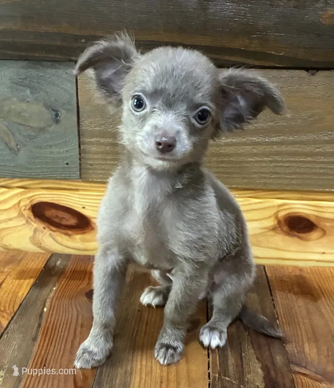 Lavender Jewel 💎  – Chihuahua puppy for sale in Honea Path, SC