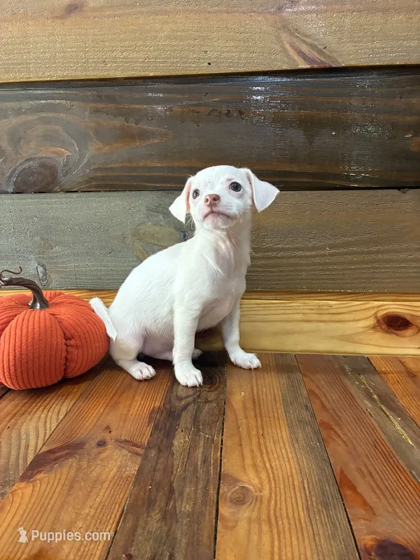 Sebastian  – Chihuahua puppy for sale in Honea Path, SC