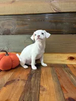 Sebastian , a male Chihuahua for sale in Honea Path, SC – 1 of 4